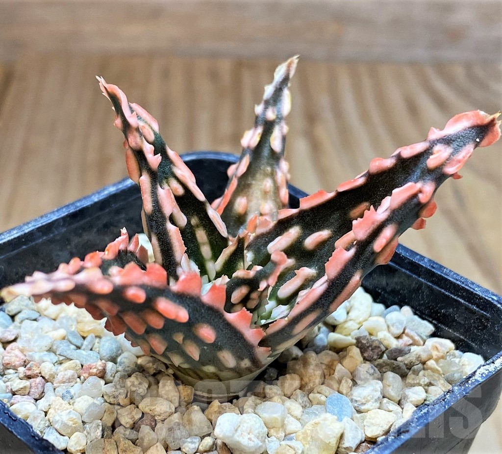 SH4812 Aloe TCT hybrid