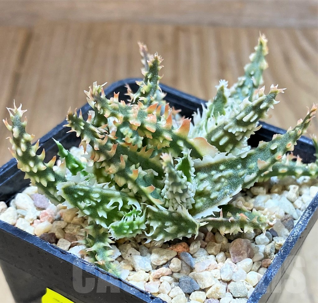 SH4813 Ale TCT hybrid - 画像 (3)