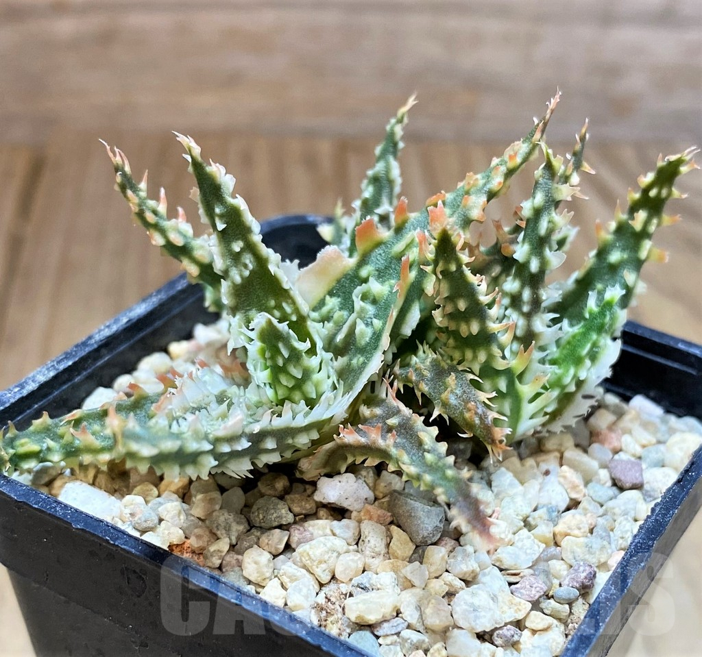 SH4813 Ale TCT hybrid - 画像 (2)