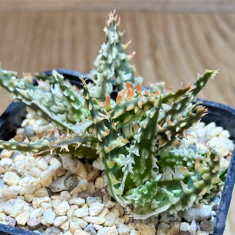 SH4813 Ale TCT hybrid