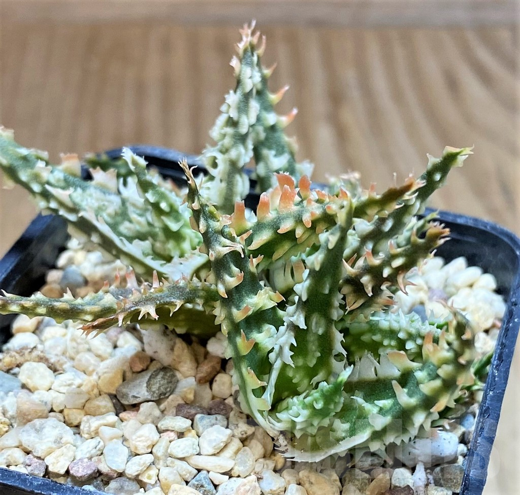 SH4813 Ale TCT hybrid