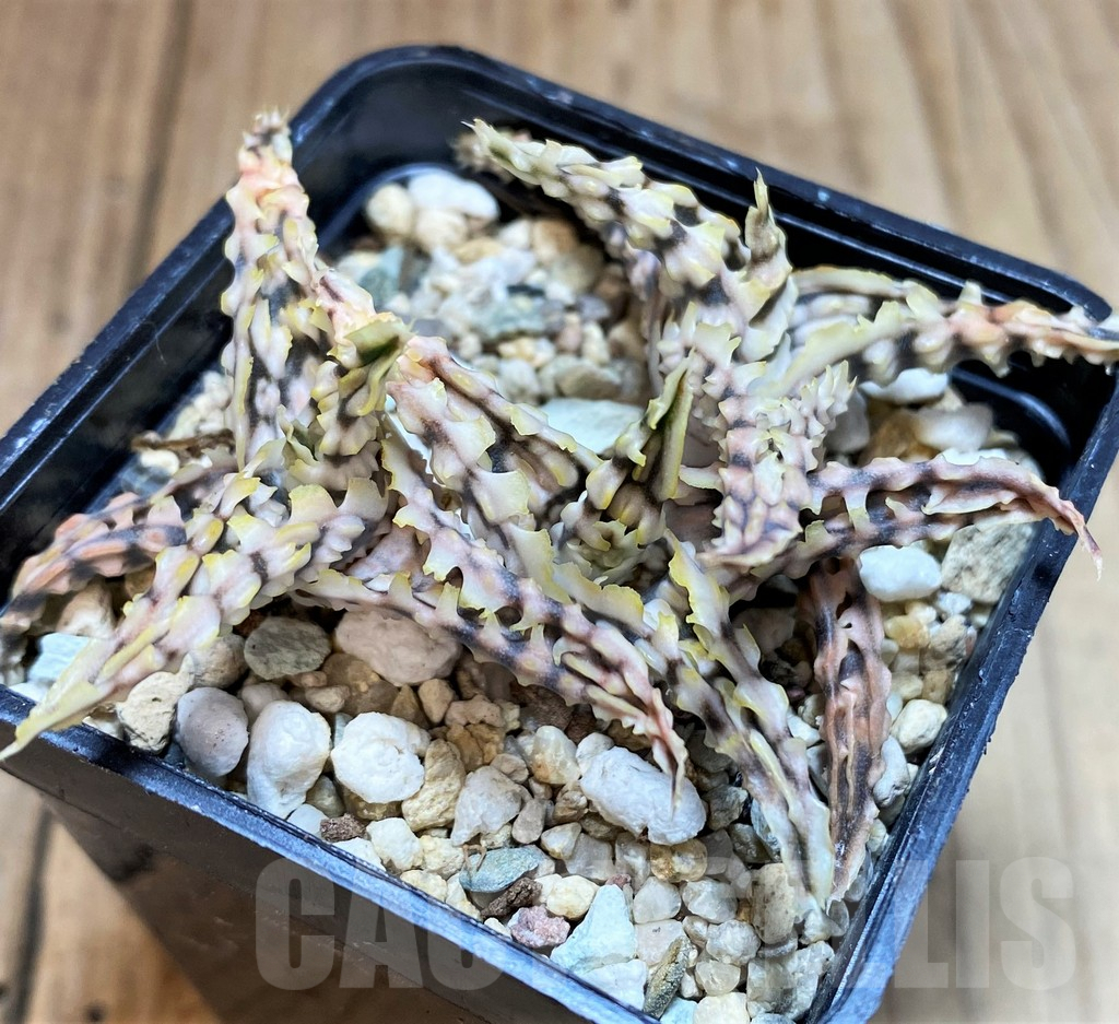 SH4800 Aloe TCT hybrid - Image 2