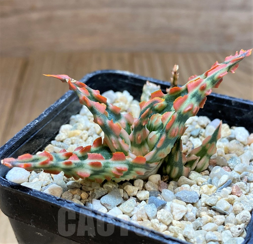 SH4814 Aloe TCT hybrid - immagine 2