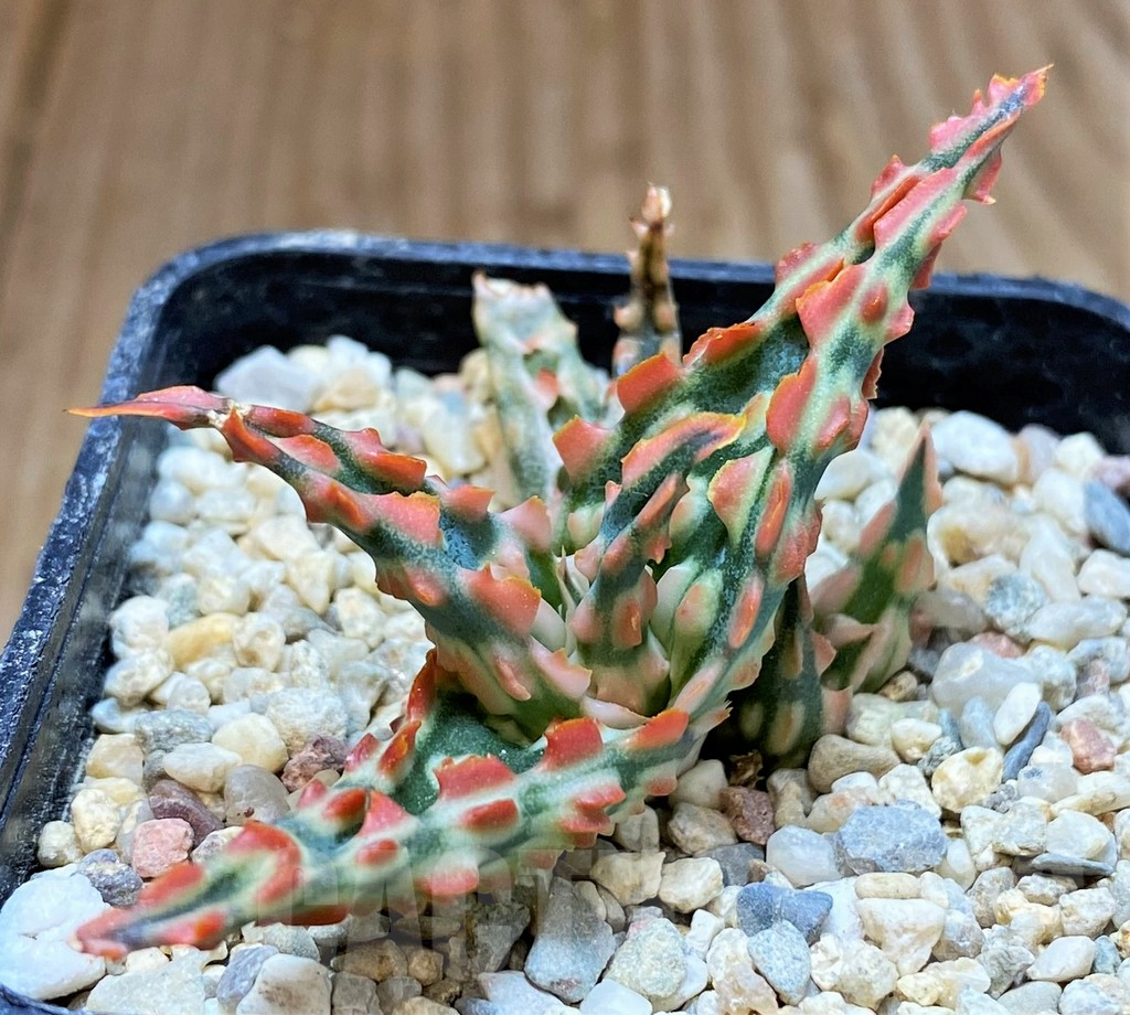 SH4814 Aloe TCT hybrid