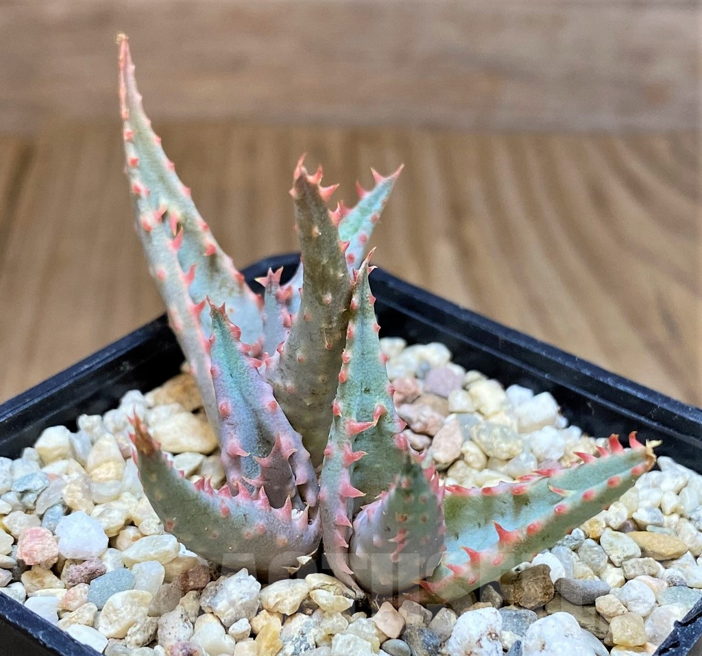 SH4815 Ale TCT hybrid - Obrázek 2