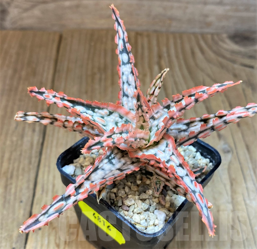 SH4816 Aloe TCT hybrid