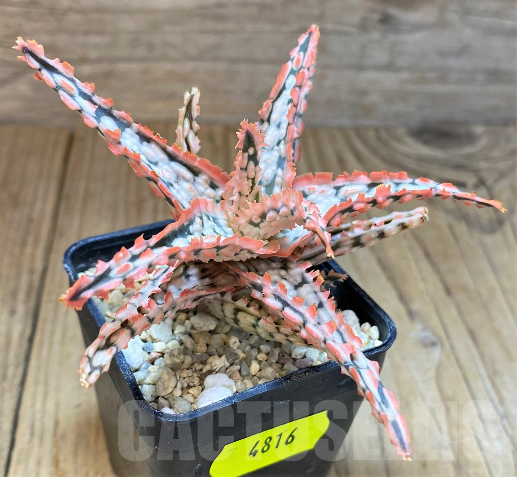 SH4816 Aloe TCT hybrid - 画像 (2)