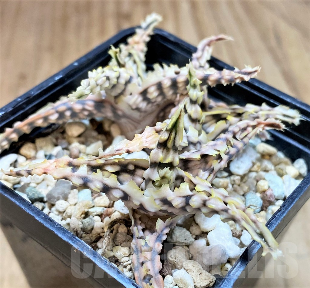 SH4800 Aloe TCT hybrid