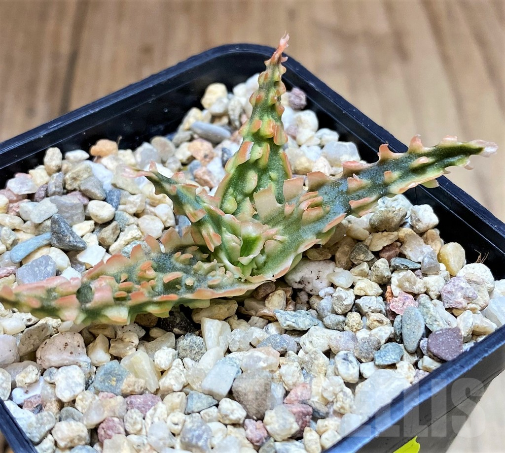 SH4817 Ale TCT hybrid - Image 2