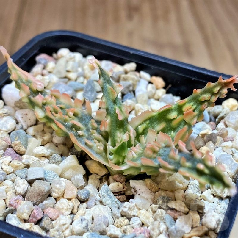 SH4817 Ale TCT hybrid