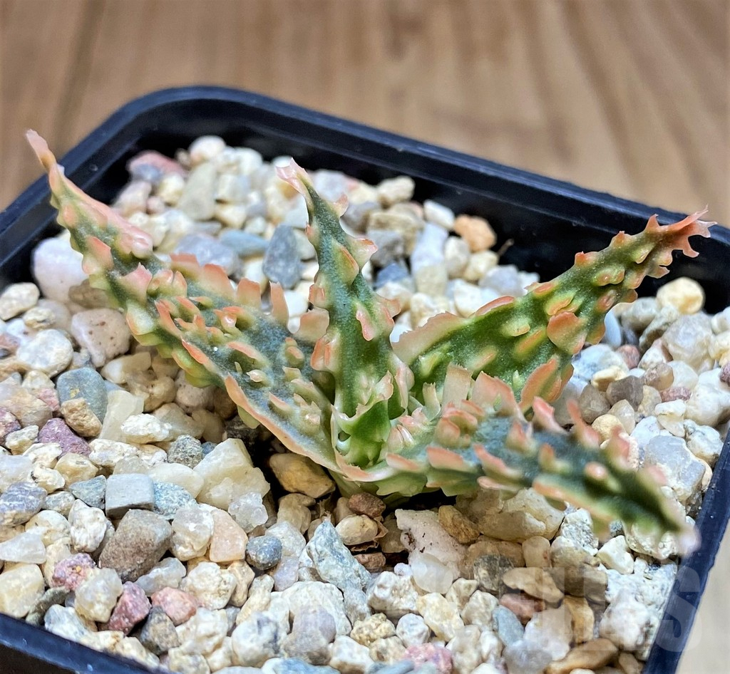 SH4817 Ale TCT hybrid