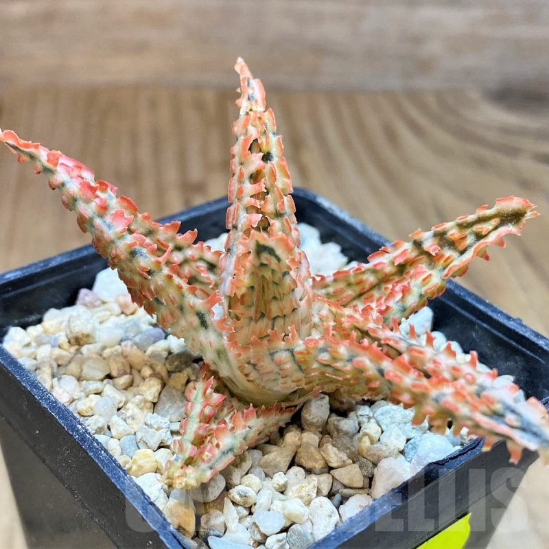 SH4818 Aloe TCT hybrid