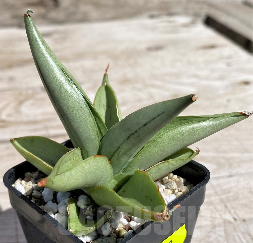 SH4822 Sansevieria 'Ice man' - Image 2