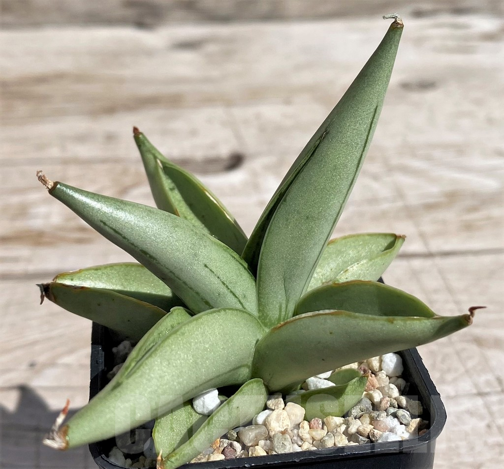 SH4822 Sansevieria 'Ice man'