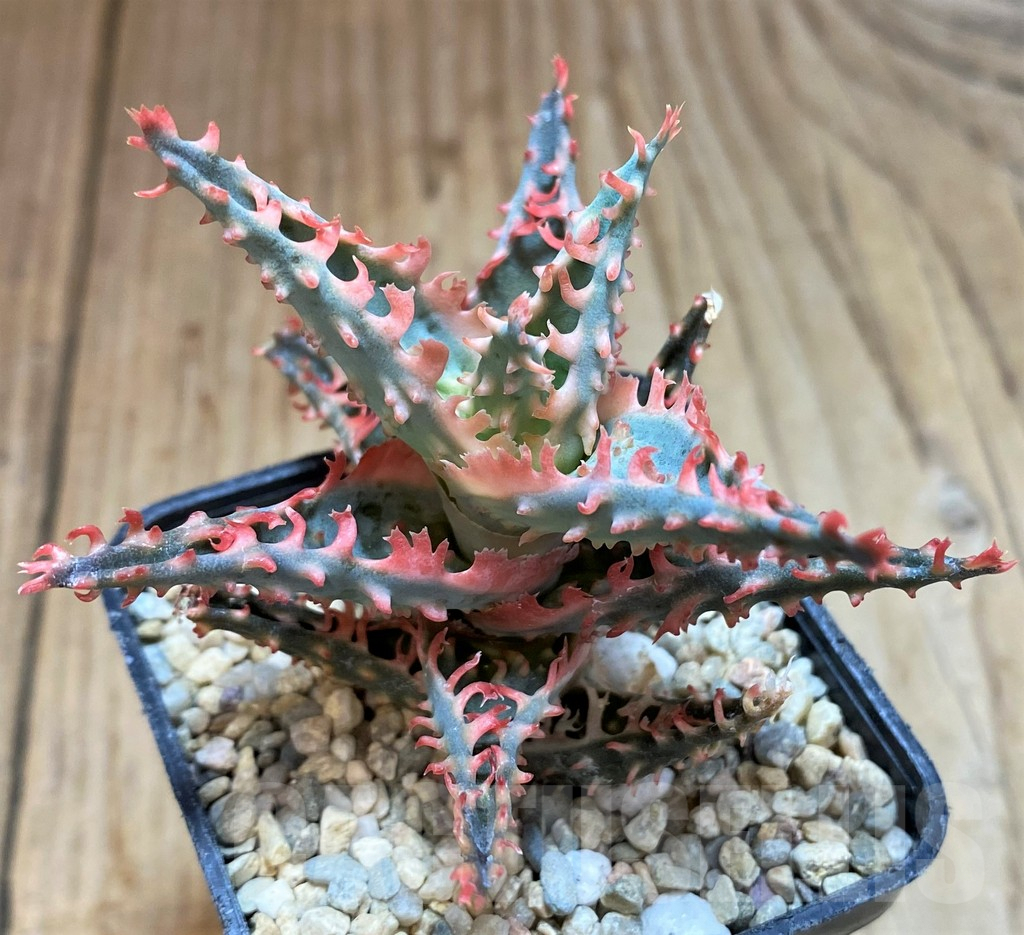 SH4801 Ale TCT hybrid - Image 2