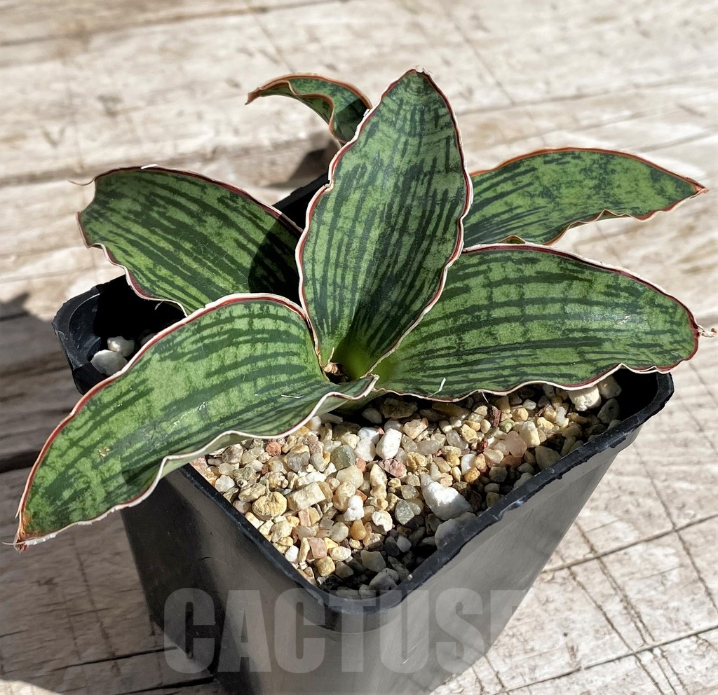 SH4825 Sansevieria 'Cleopatra'