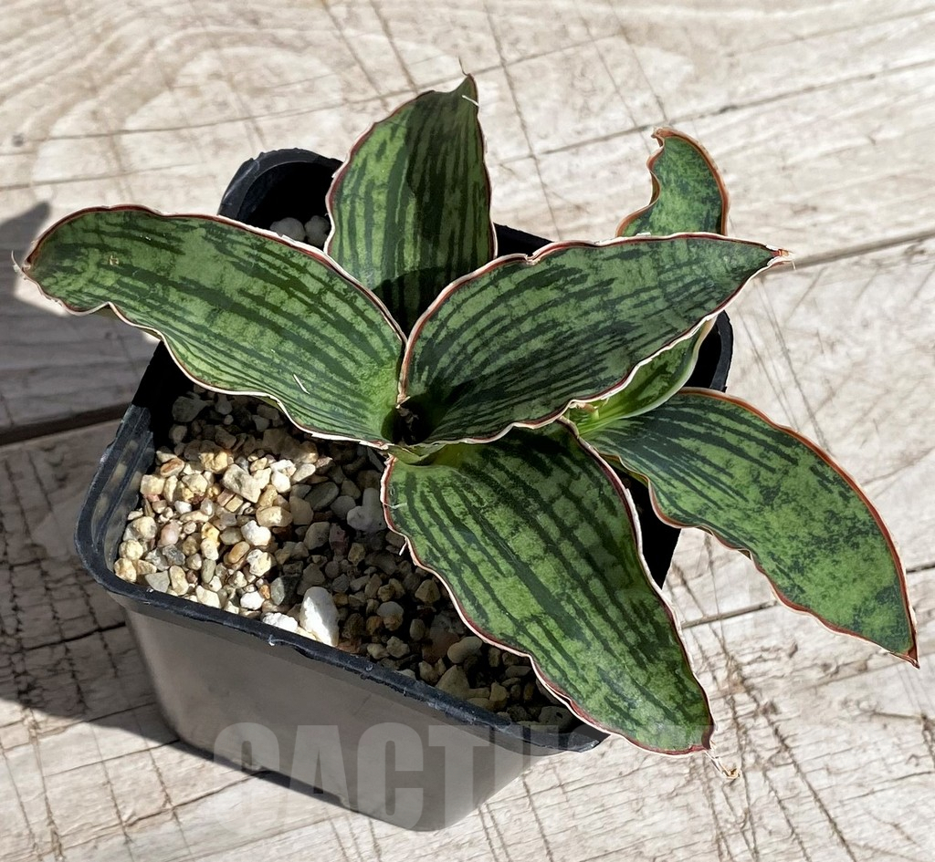 SH4825 Sansevieria 'Cleopatra' - Image 2