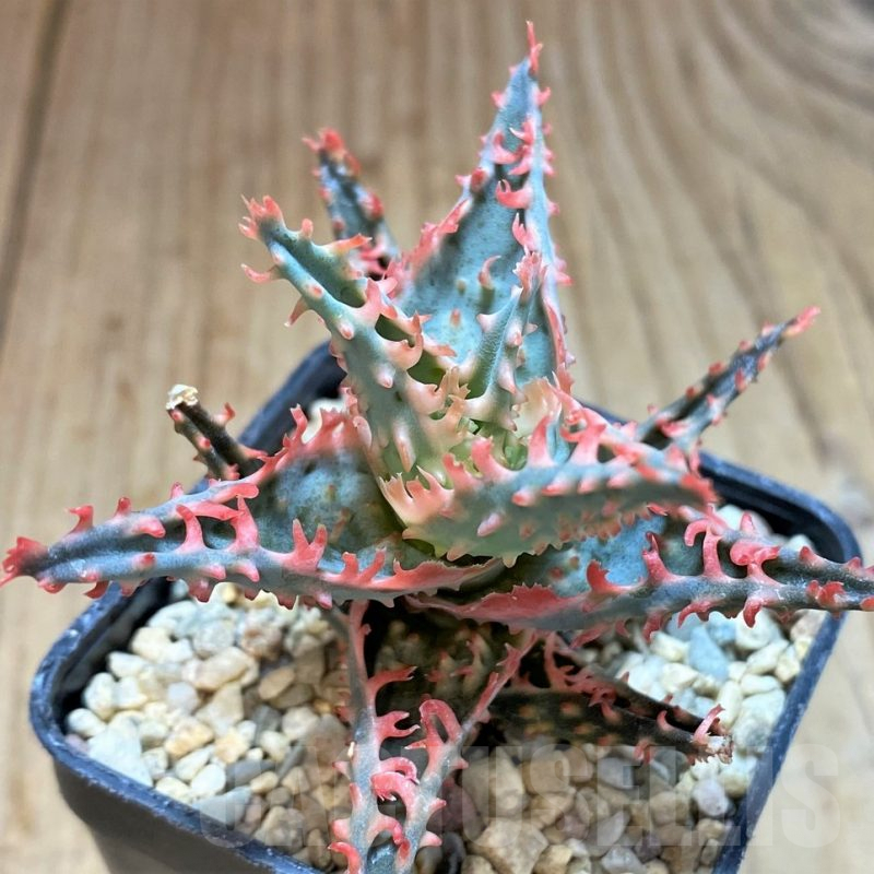 SH4801 Ale TCT hybrid