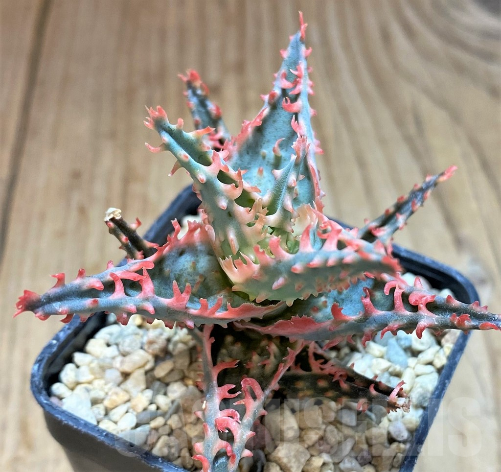 SH4801 Ale TCT hybrid