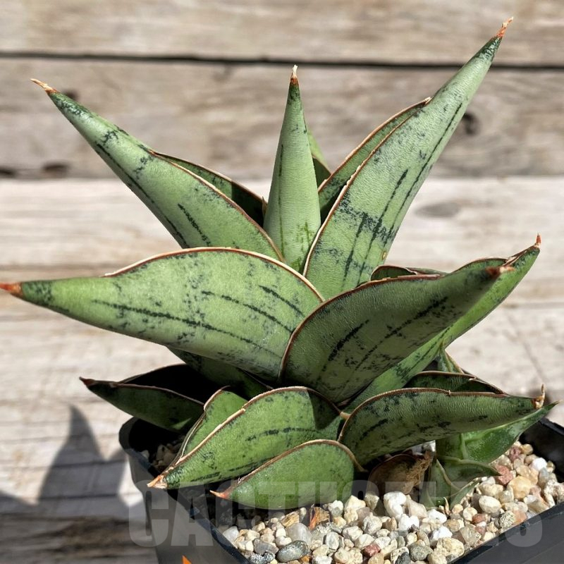 SH4830 Sansevieria ‘Dony'