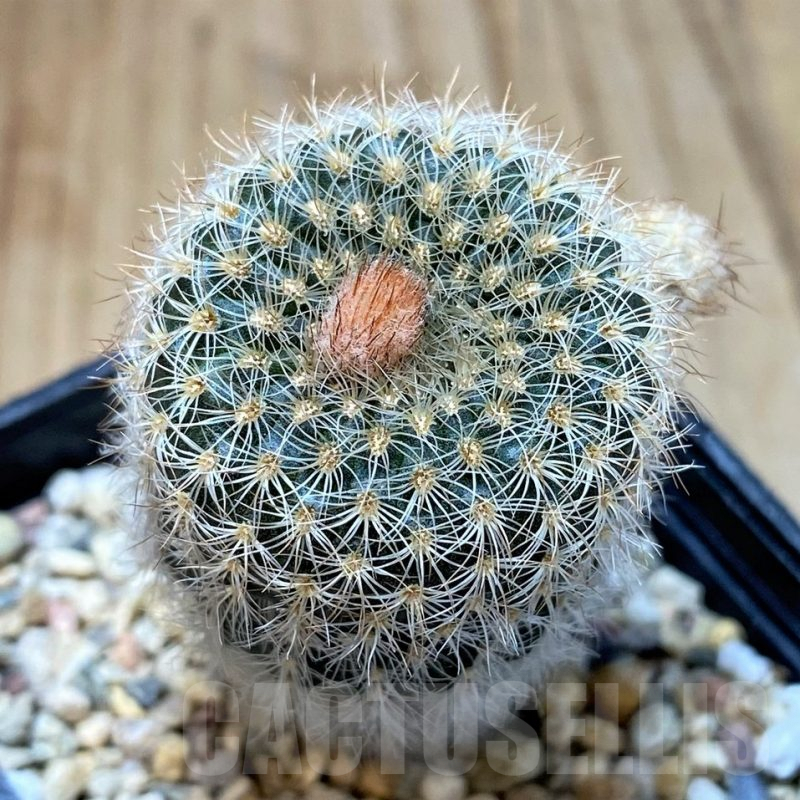 SH4980 Frailea pygmaea v. curvispina