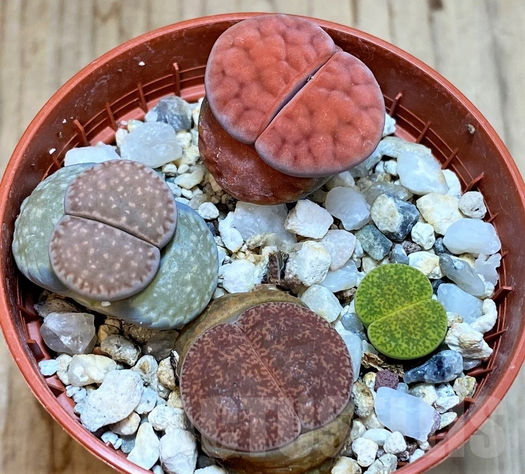 SH5051 Lithops mix