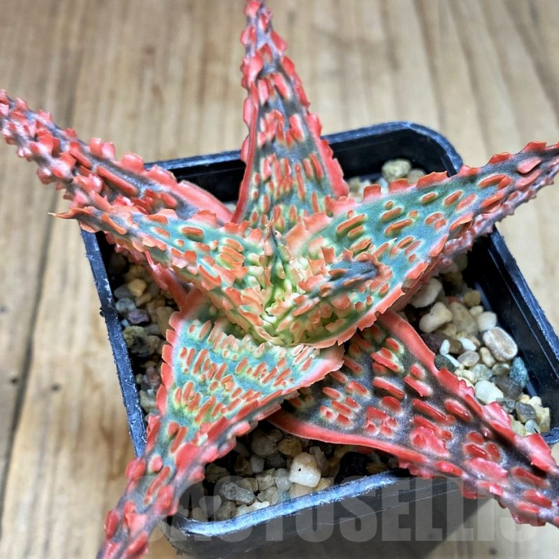 SH5099 Aloe TCT hybrid