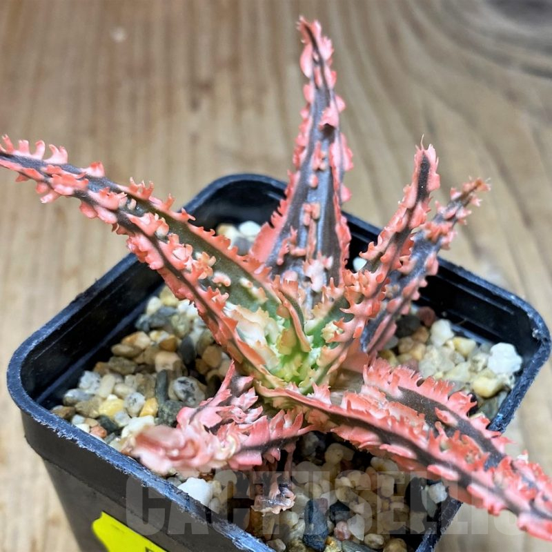 SH5101 Aloe TCT hybrid