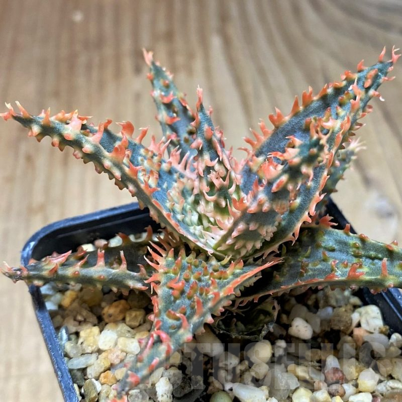 SH5102 Aloe TCT hybrid