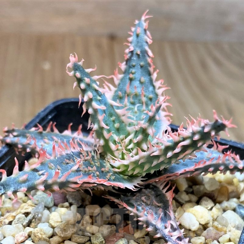 SH5108 Aloe TCT hybrid