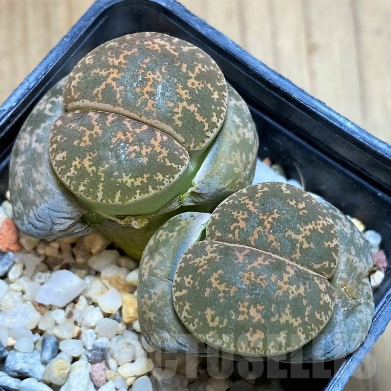 SH5059 Lithops lesliei 'Pietersburg'