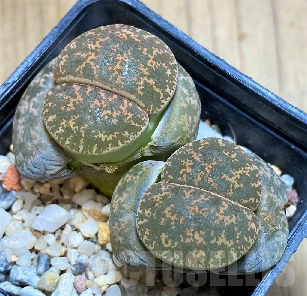 SH5059 Lithops lesliei 'Pietersburg'