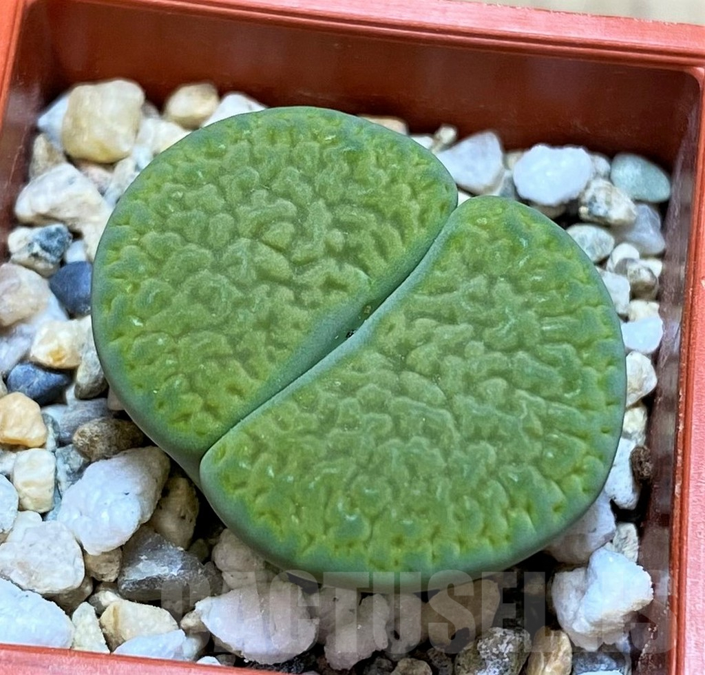 SH5077 Lithops hookeri 'Annarosa'