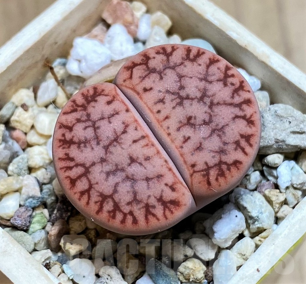 SH5079 Lithops gracilidelineata v. brandbergensis