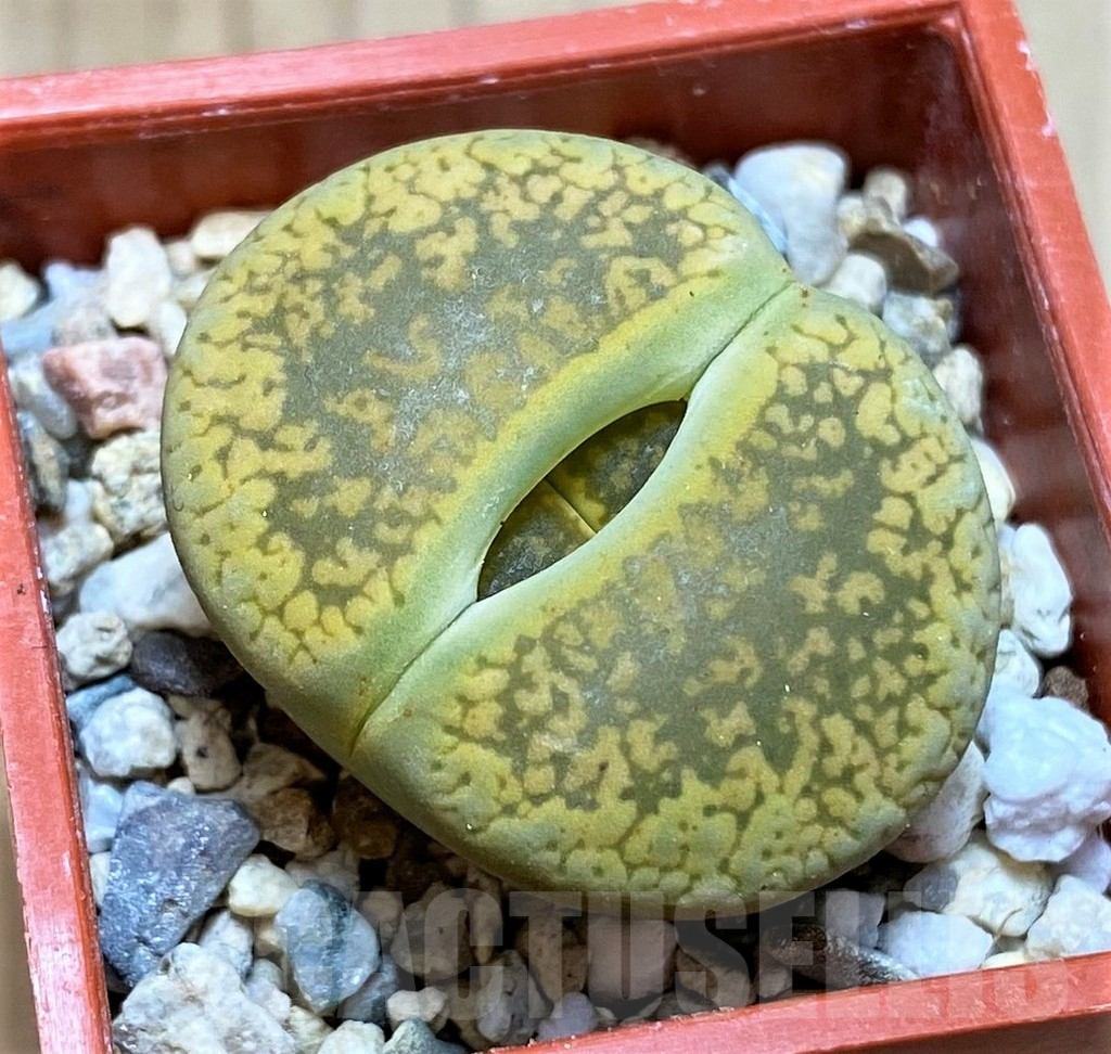 SH5080 Lithops aucampiae 'Jackson's Jade' C395