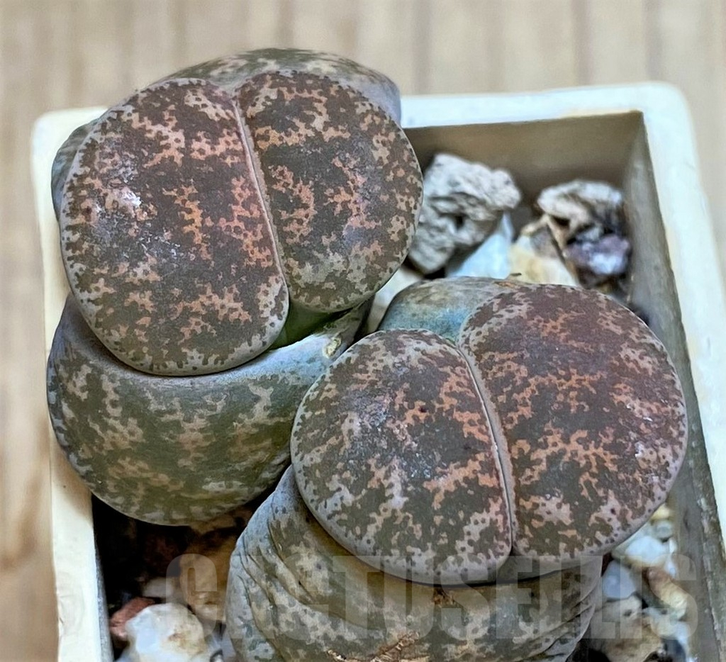 SH5086 Lithops lesliei ‘Pietersburg’
