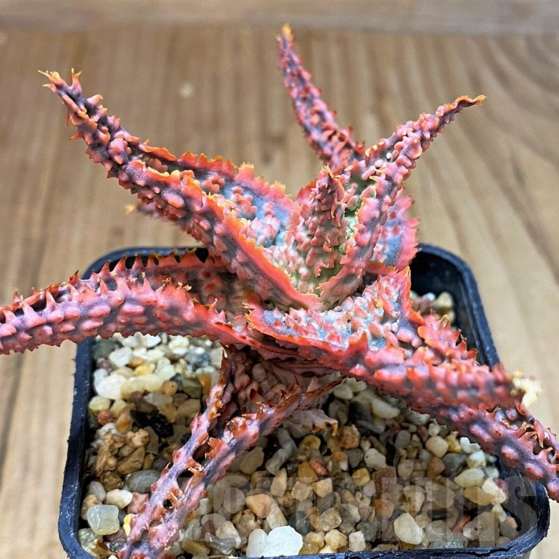 SH5091 Aloe TCT hybrid