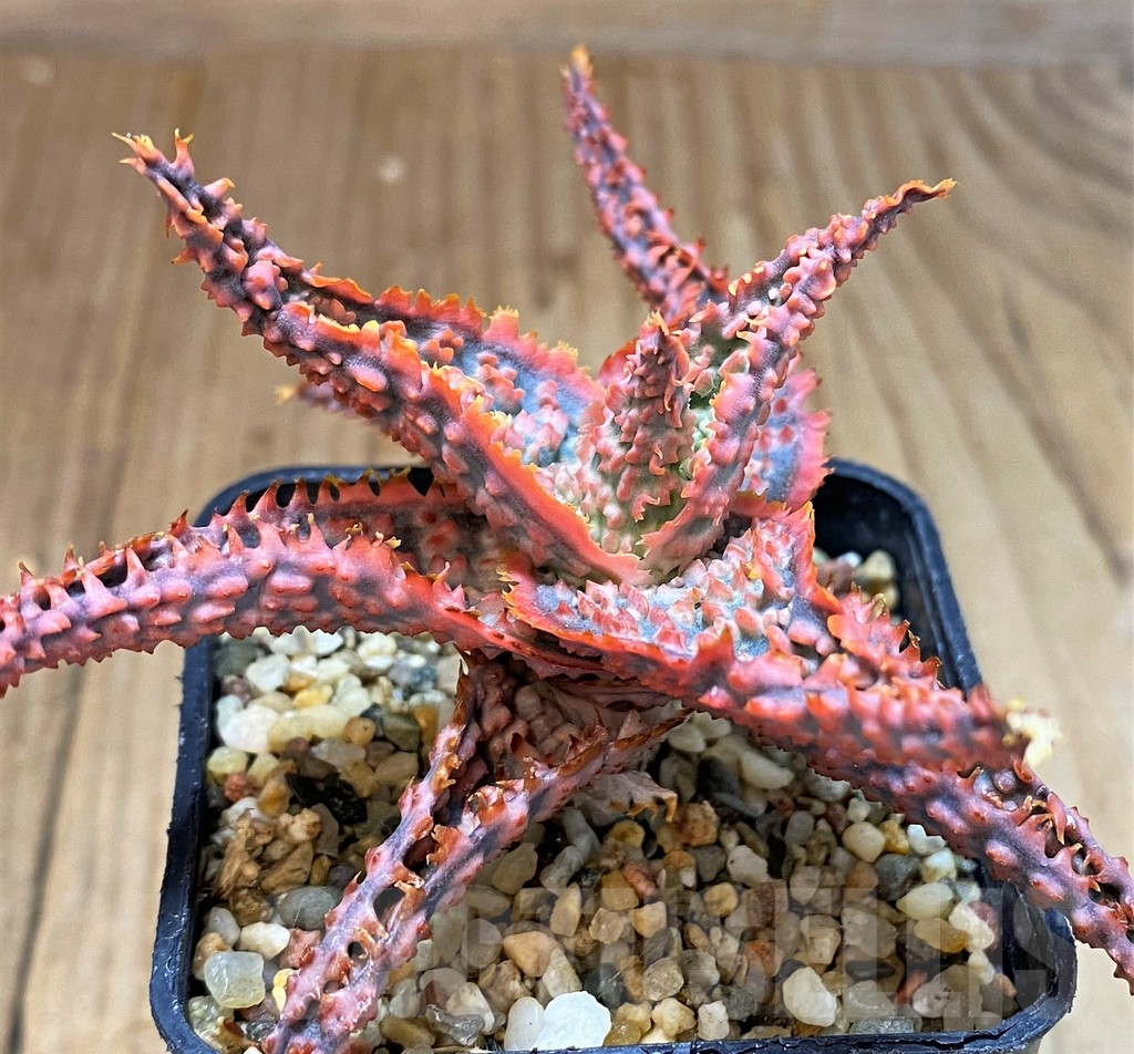 SH5091 Aloe TCT hybrid