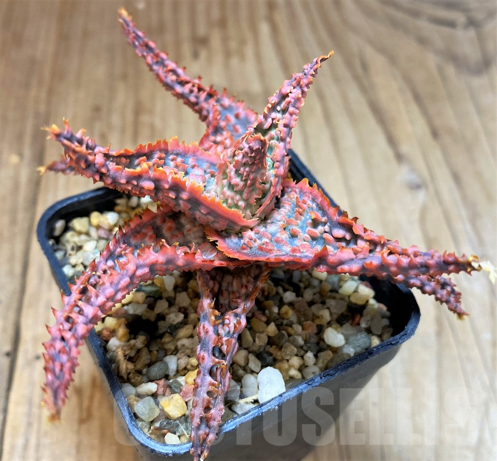 SH5091 Aloe TCT hybrid - Image 2