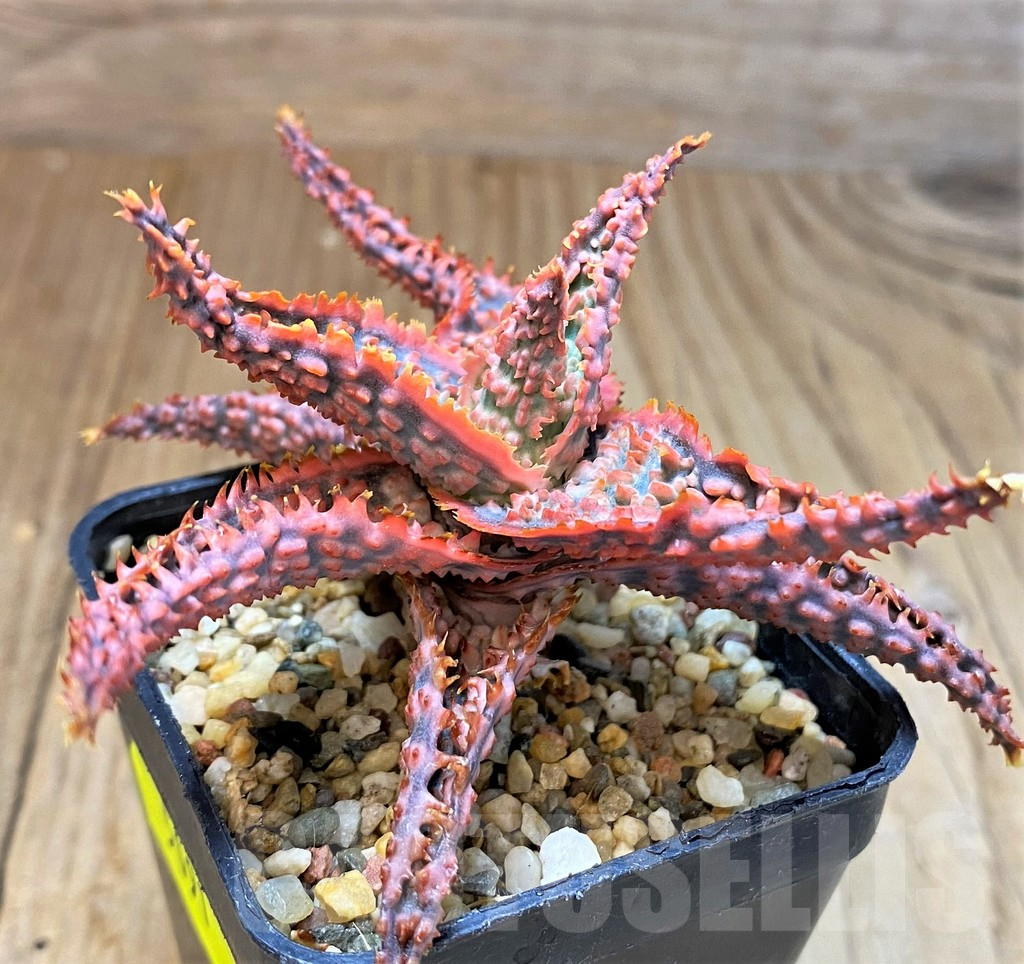 SH5091 Aloe TCT hybrid - Image 3