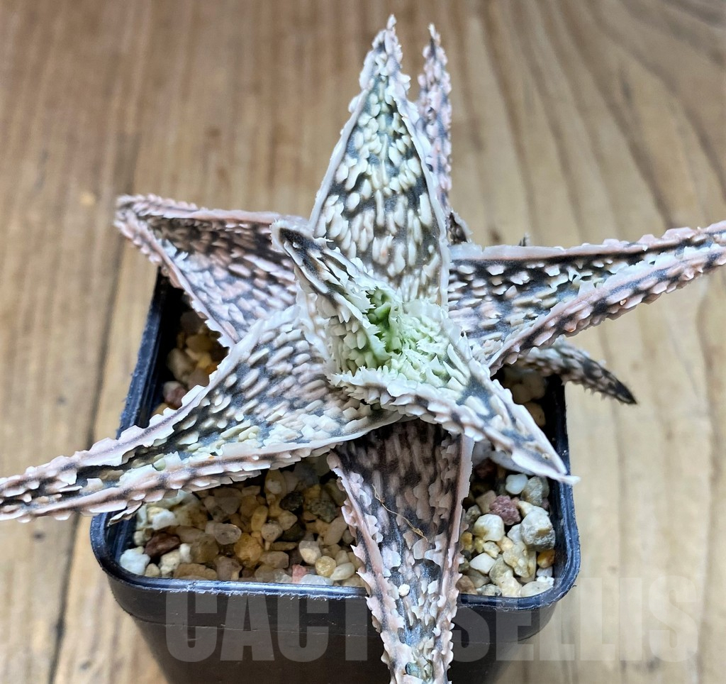 SH5093 Aloe TCT hybrid - Image 2
