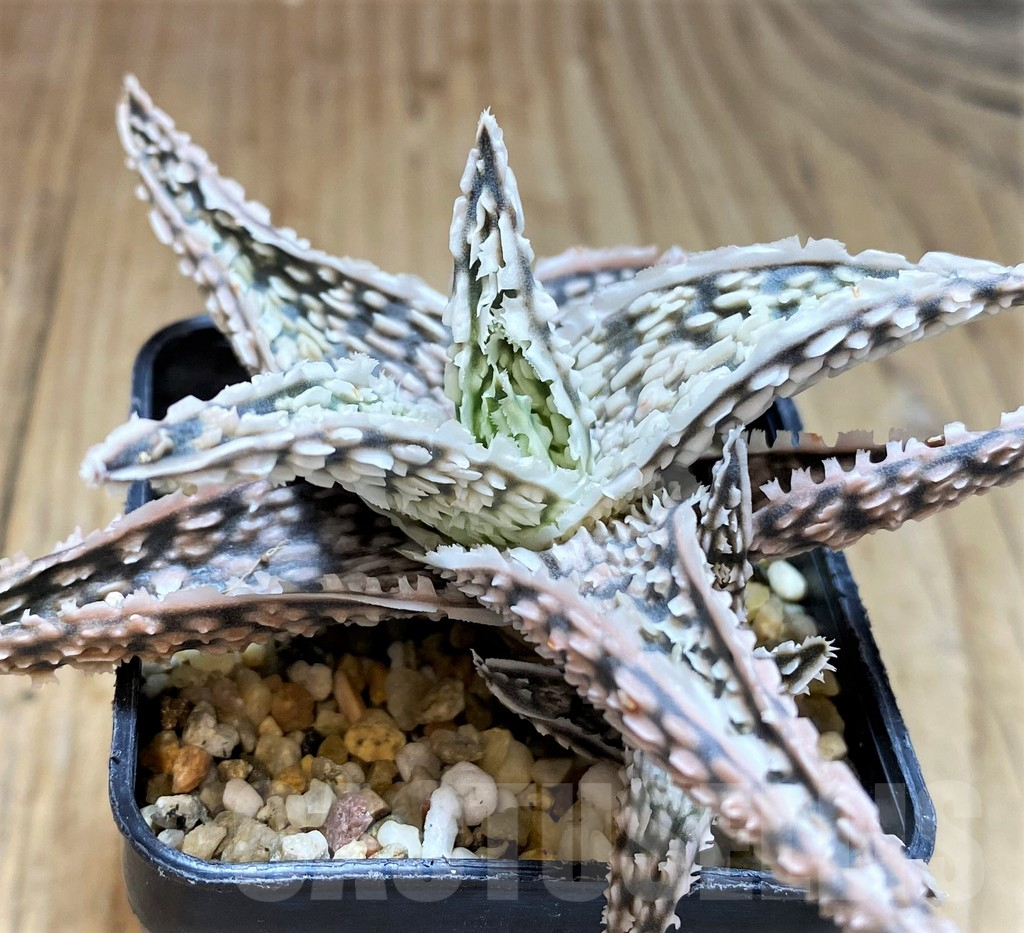 SH5093 Aloe TCT hybrid - Image 3