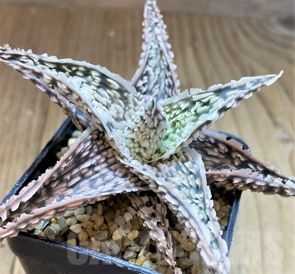 SH5093 Aloe TCT hybrid