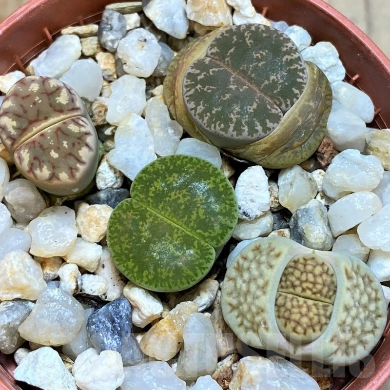 SH5055 Lithops mix