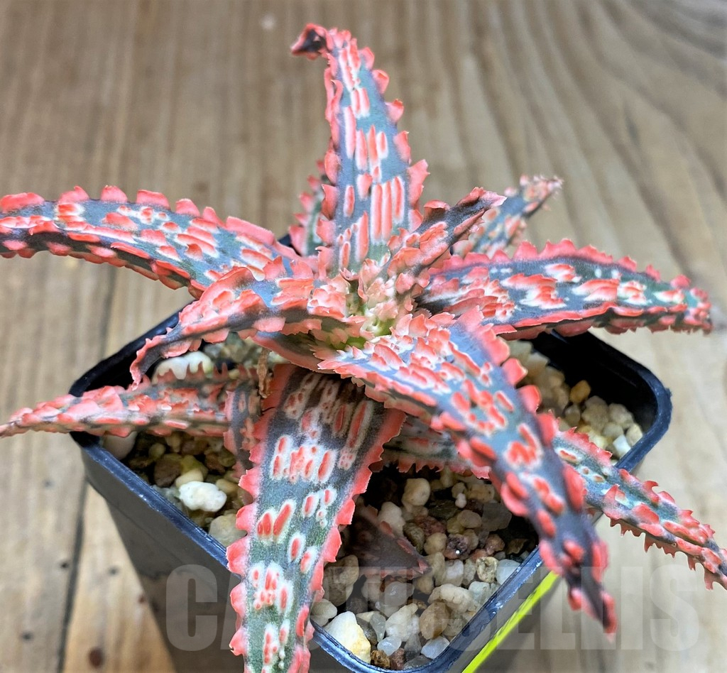 SH5095 Aloe TCT hybrid - Image 2