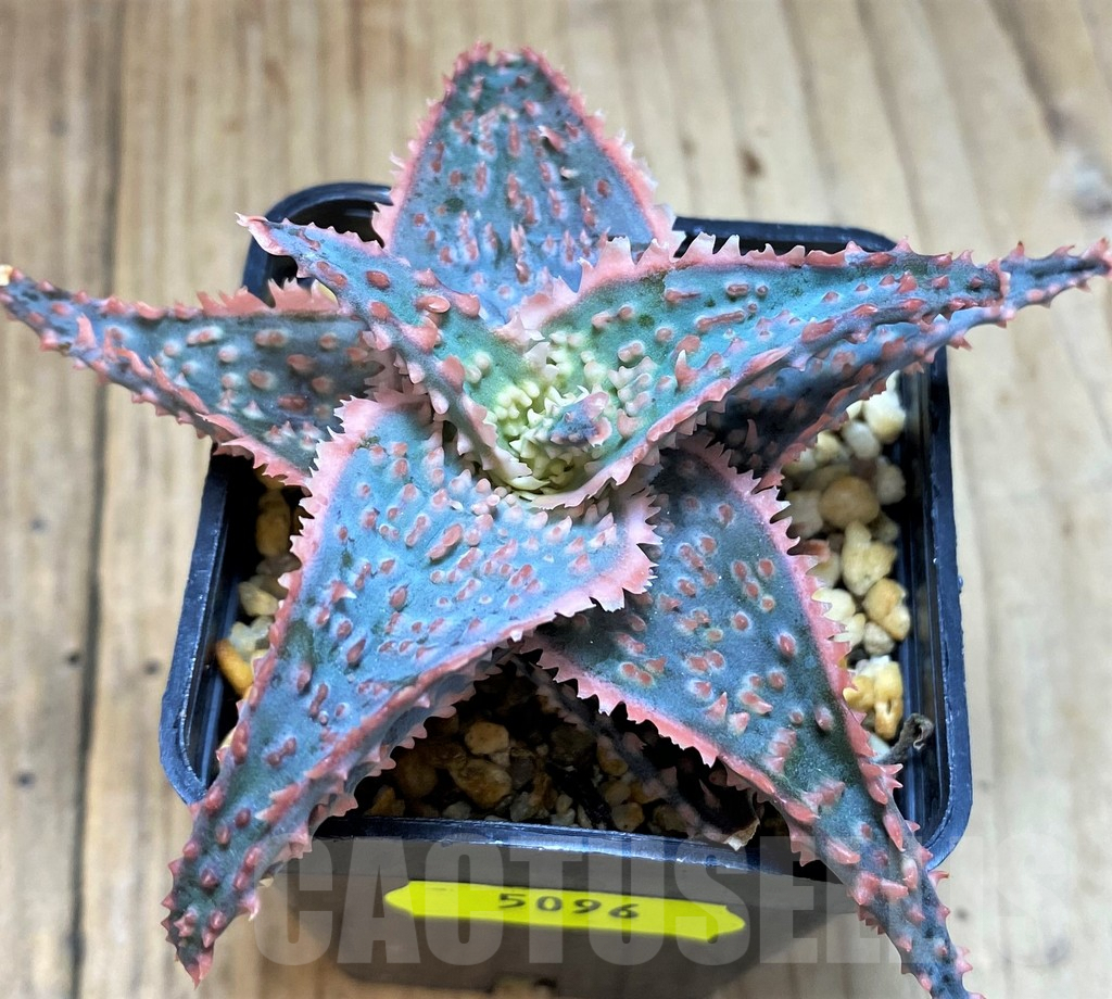 SH5096 Aloe TCT hybrid - 画像 (2)