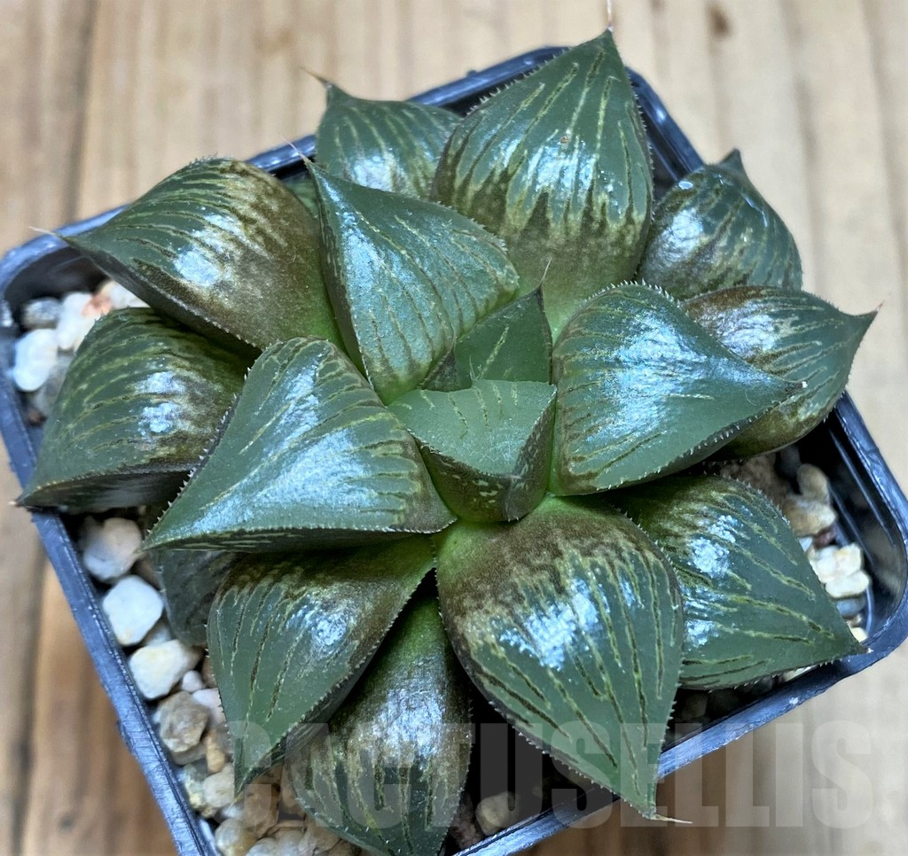 SH5146 Haworthia mutica hybrid - Imagen 2