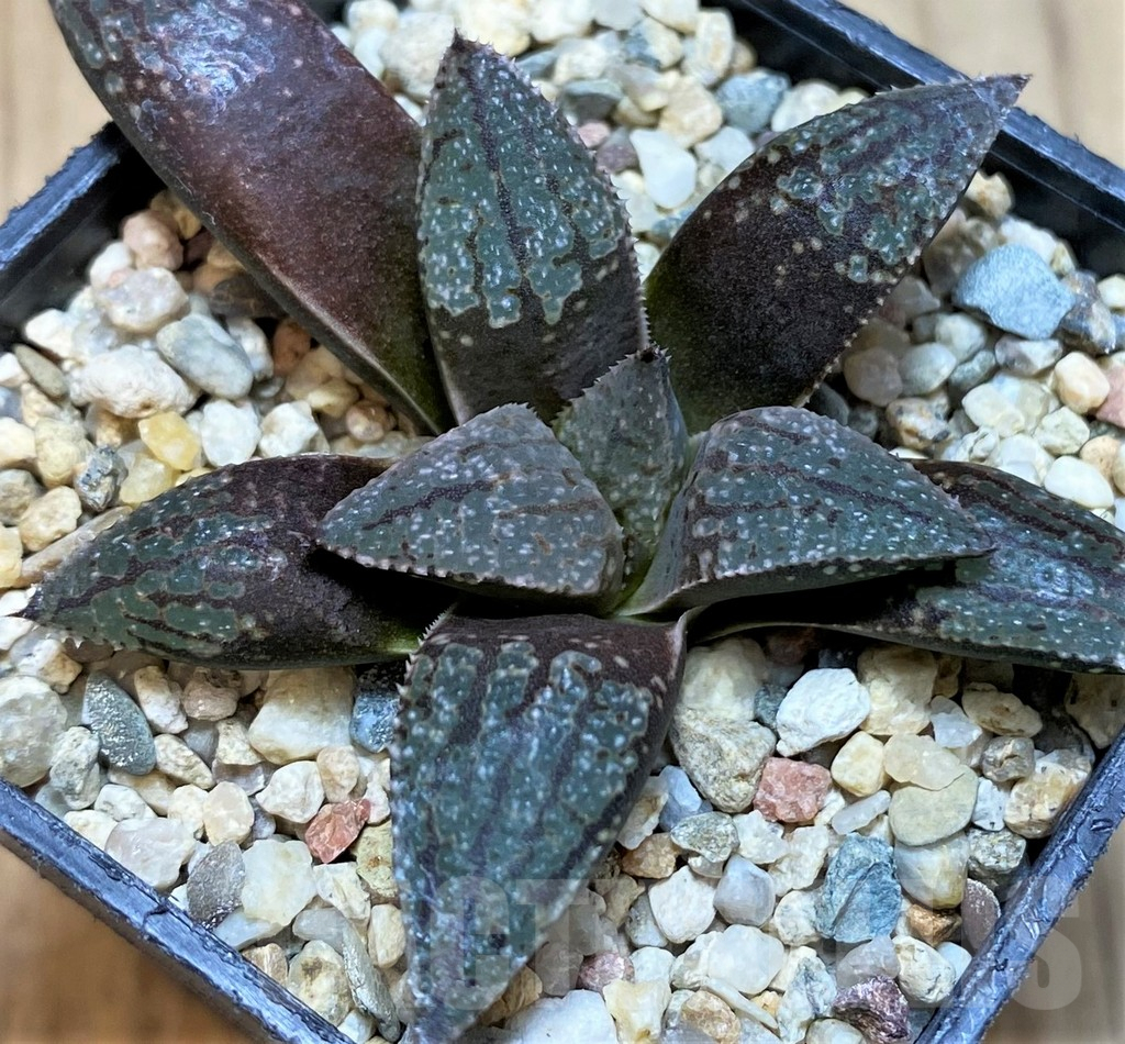 SH5147 Haworthia picta -Japan- - immagine 2