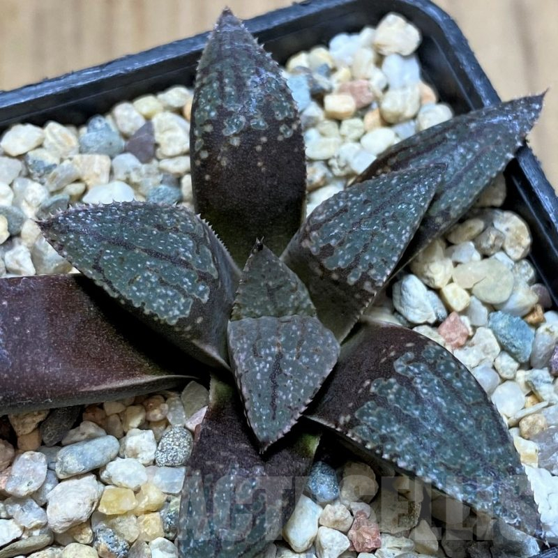 SH5147 Haworthia picta -Japan-