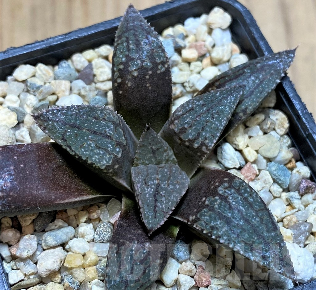 SH5147 Haworthia picta -Japan-